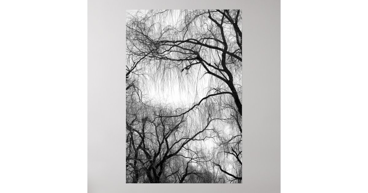 black and white willow tree photography