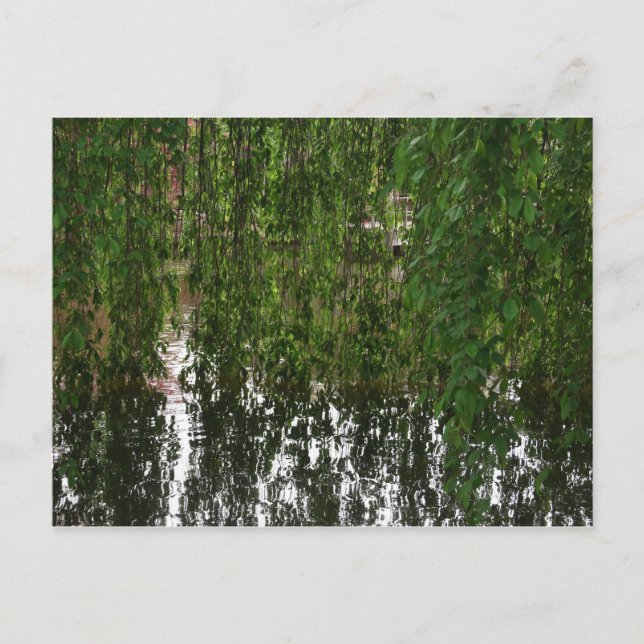 Weeping Willow with pond postcard (Front)