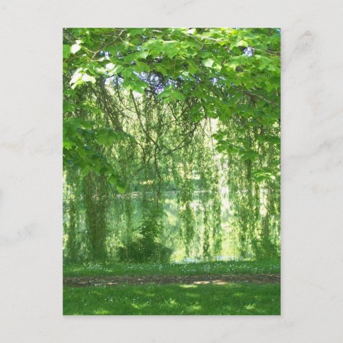 Weeping Willows with Pond Postcard