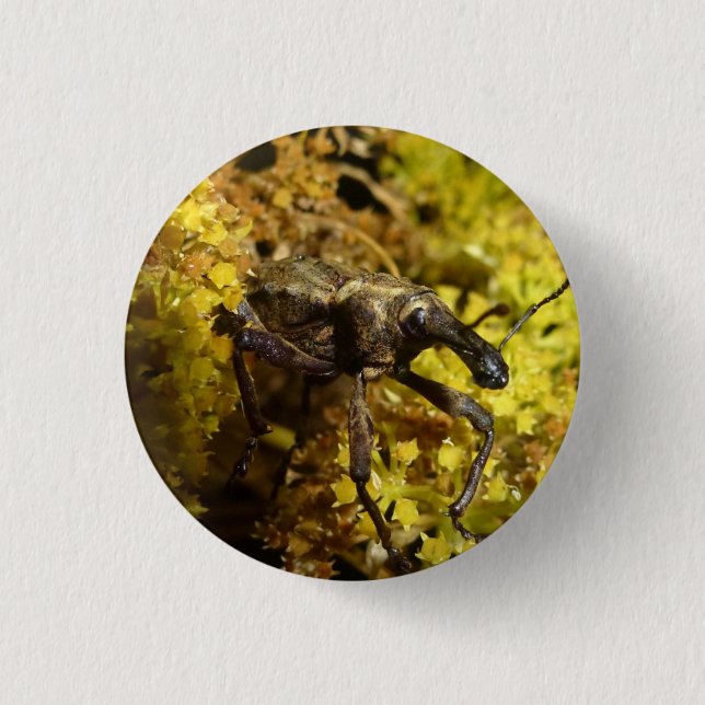 Weevil badge pinback button (Front)