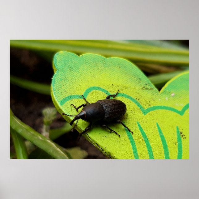 Weevil , Beetles , Curculionoidea , Bug Poster (Front)