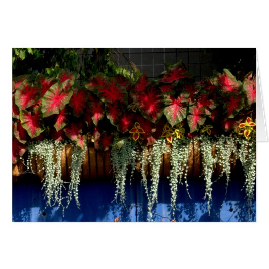 Wegerzyn Garden Center #34 Cards (Front Horizontal)
