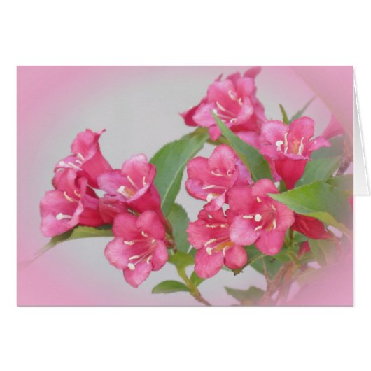 Weigela Blooms Cards (Front Horizontal)