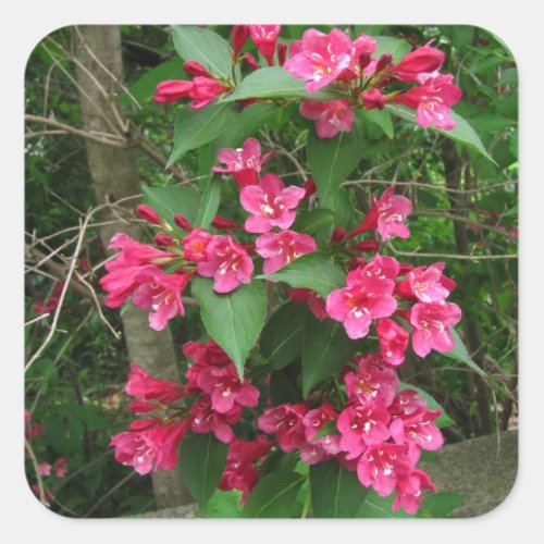 Weigela Bush  sticker