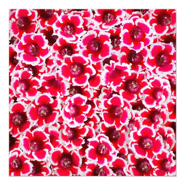 Weigela Florida Flowers Photo Print (Front)