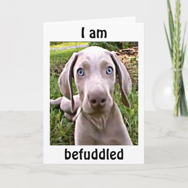 WEIMARANAR IS BEFUDDLED YOU ARE "40"/FABULOUS CARD (Front)