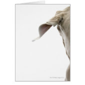 Weimaraner 2 (Front)