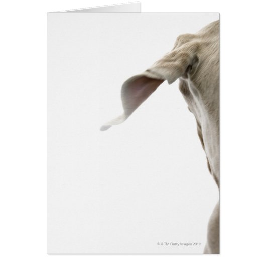 Weimaraner 2 cards (Front)