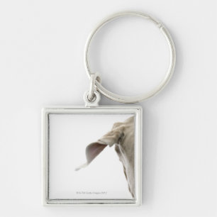 Weimaraner 2 keychain