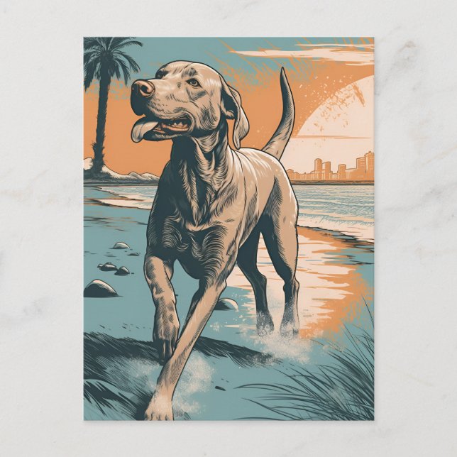 Weimaraner at the beach postcard (Front)