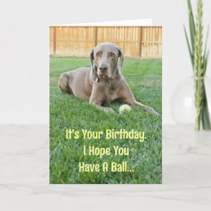Weimaraner Birthday Card