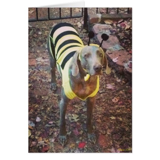 Weimaraner Bumblebee Cards (Front)