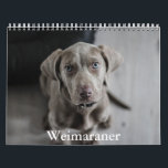 Weimaraner Calendar<br><div class="desc">A Calendar with 12 different pictures of Weimaraner</div>