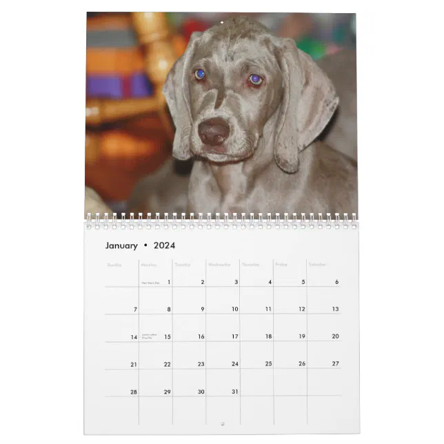 Weimaraner Calendar | Zazzle