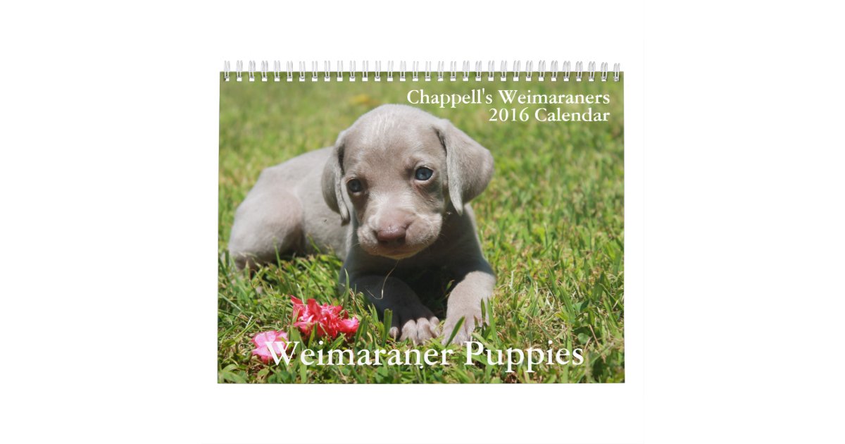 Weimaraner Calendar Zazzle