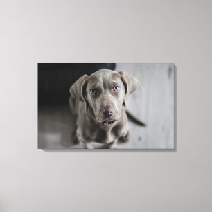 Weimaraner Canvas Print