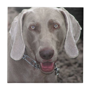 Weimaraner Ceramic Tile