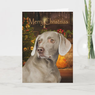 Weimaraner Christmas Card