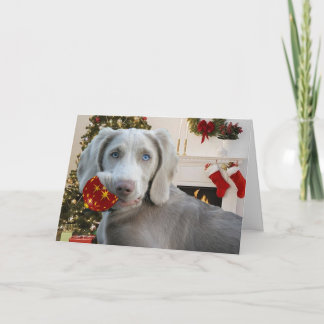 Weimaraner Christmas Greetings Holiday Card