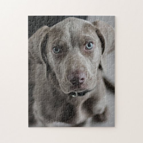 Weimaraner Cutie Pie Jigsaw Puzzle