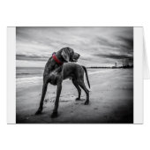 Weimaraner Dog (Front Horizontal)