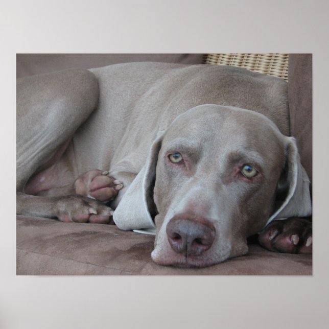 weimaraner dog beautiful photo poster print (Front)