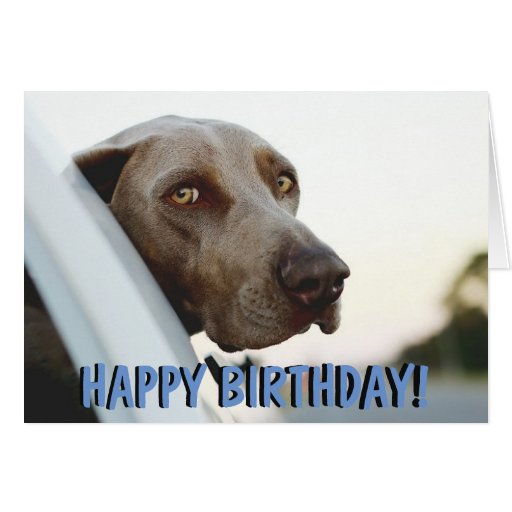 Weimaraner dog birthday card | Zazzle