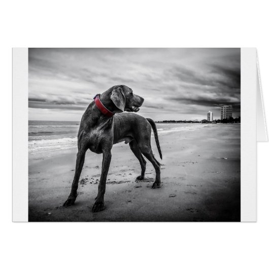 Weimaraner Dog Cards (Front Horizontal)