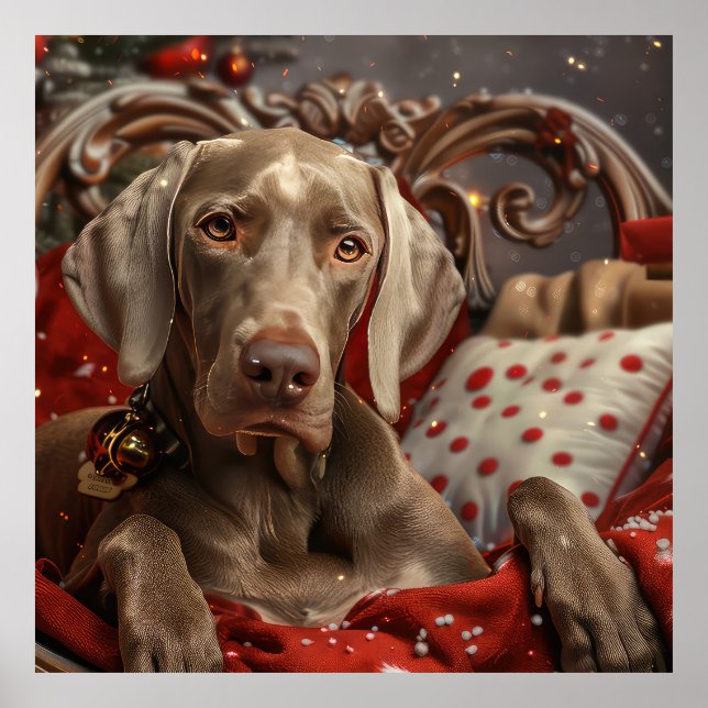 Weimaraner Dog Christmas Festive Poster (Front)