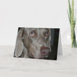 Weimaraner Dog Greeting Card