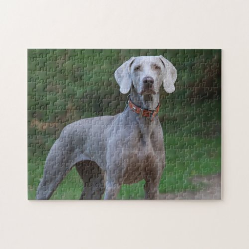 Weimaraner Dog Jigsaw Puzzle