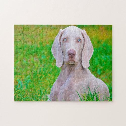 Weimaraner Dog Jigsaws Jigsaw Puzzle