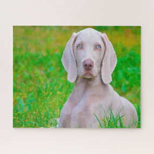 Weimaraner Dog Jigsaws. Jigsaw Puzzle