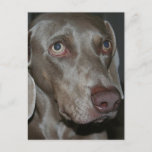 Weimaraner Dog Postcard