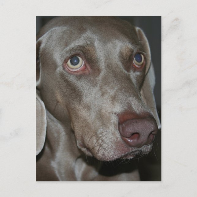 Weimaraner Dog Postcard (Front)