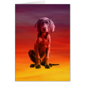 Weimaraner Dog Sitting On Beach (Front)