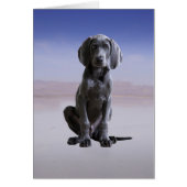 Weimaraner Dog Sitting On Beach (Front)