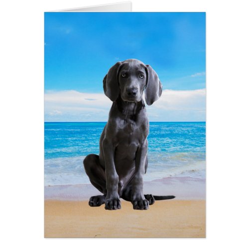 Weimaraner Dog Sitting On Beach