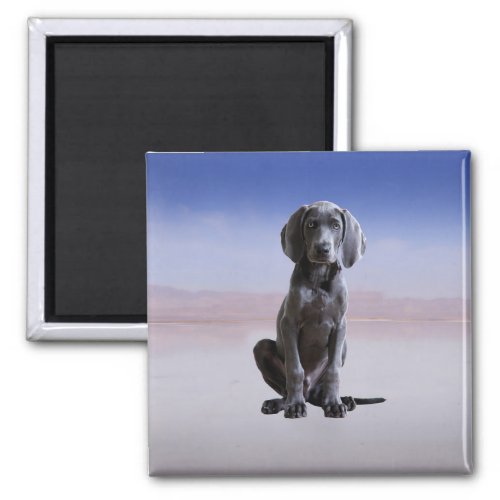 Weimaraner Dog Sitting On Beach Magnet