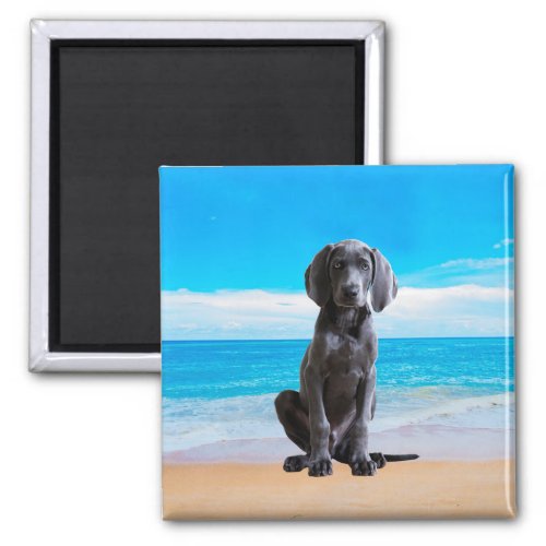 Weimaraner Dog Sitting On Beach Magnet
