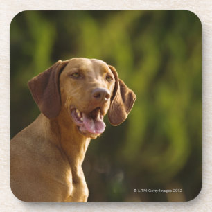 Weimaraner Drink Coaster