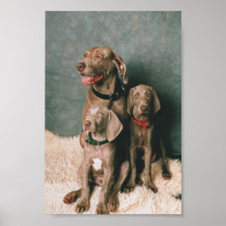 WEIMARANER FAMILY POSTER