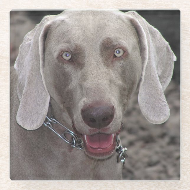 Weimaraner Glass Coaster (Front)