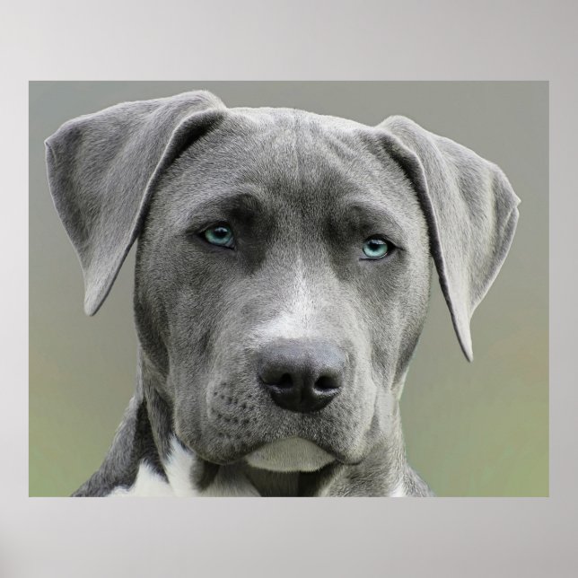 Weimaraner Gray Hunting Dog Poster (Front)