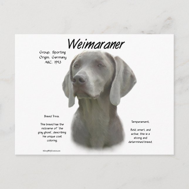 Weimaraner History Design Postcard (Front)