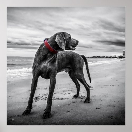 Weimaraner hunting dog on the beach poster