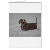 Weimaraner in deep snow (Front)