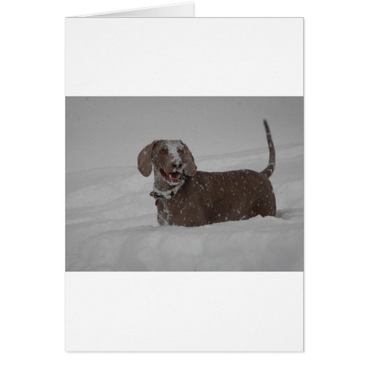 Weimaraner in deep snow cards (Front)