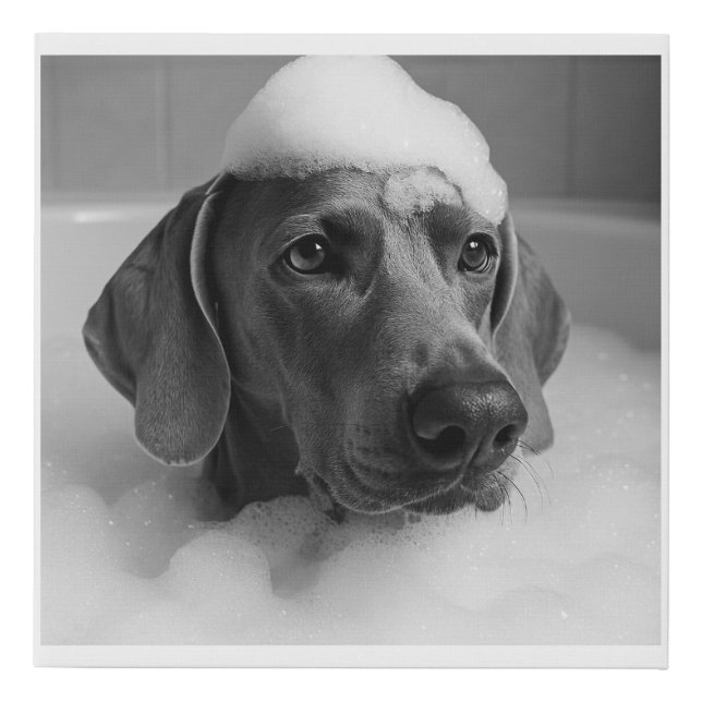 Weimaraner in the bath with bubbles on his head faux canvas print (Front)
