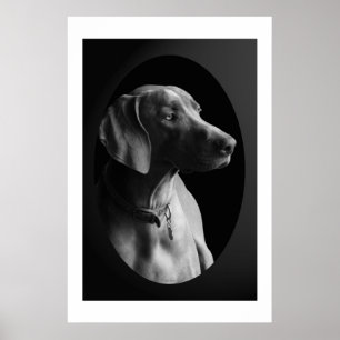 Weimaraner In The Morning Light (Black & White) Poster
